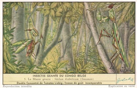 1956 Liebig Insectes geants de Congo Belge (Large Insects of the Belgian Congo) (French Text) (F1644, S1644) #5 La Mante geante : Idolum diabolicum (Saussure) Front