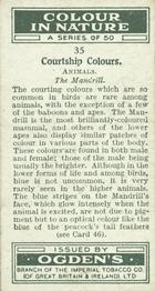 1932 Ogden's Colour In Nature #35 Mandrill Back