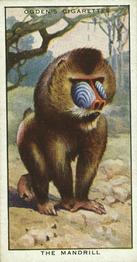 1932 Ogden's Colour In Nature #35 Mandrill Front