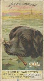1888 Ellis, H. & Co. Breeds of Dogs - Tiger #NNO Newfoundland Front