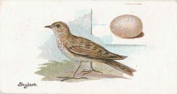 1906 Lambert & Butler Representing Birds & Eggs #27 Skylark Front