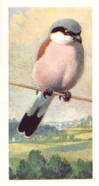 1973 Brooke Bond Wild Birds in Britain #21 Red-Backed Shrike Front