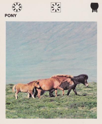 1975-80 Leisure Books Wildlife Treasury #6126-16 Pony Front