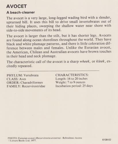 1975-80 Leisure Books Wildlife Treasury #6138-02 Avocet Back