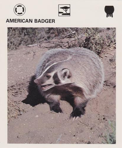 1975-80 Leisure Books Wildlife Treasury #7179-13 American Badger Front