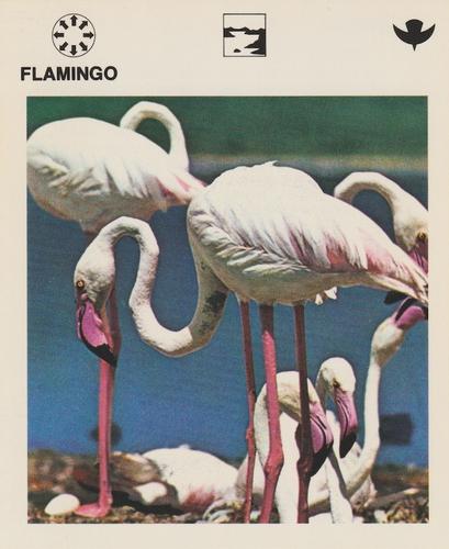 1975-80 Leisure Books Wildlife Treasury #6112-06 Flamingo Front