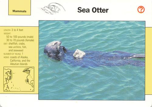 1991-95 Grolier Wildlife Adventure Cards #3.1 Sea Otter Front