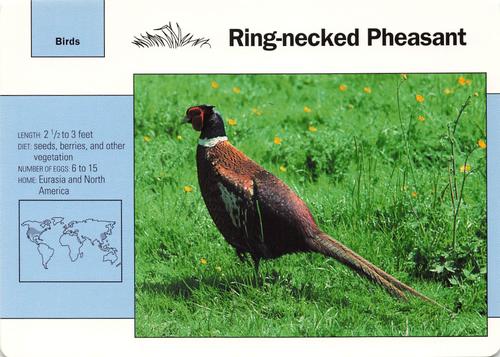 1991-95 Grolier Wildlife Adventure Cards #13.6 Ring-necked Pheasant Front