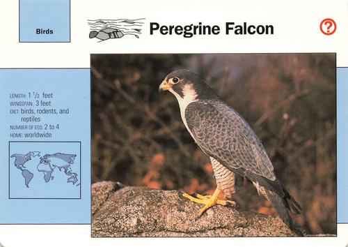1991-95 Grolier Wildlife Adventure Cards #14.9 Peregrine Falcon Front