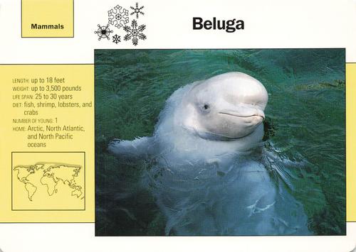 1991-95 Grolier Wildlife Adventure Cards #15.1 Beluga Front
