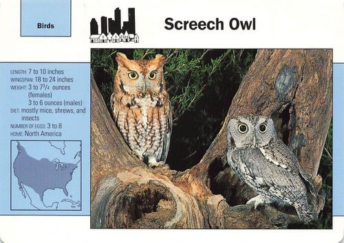 1991-95 Grolier Wildlife Adventure Cards #22.7 Screech Owl Front