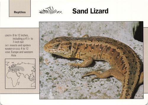1991-95 Grolier Wildlife Adventure Cards #23.10 Sand Lizard Front