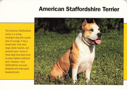 1991-95 Grolier Wildlife Adventure Cards #36.20 American Staffordshire Terrier Front