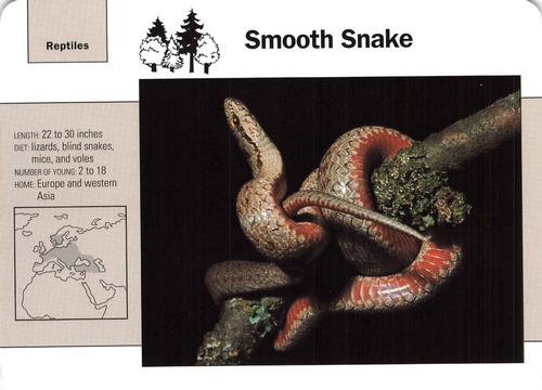 1991-95 Grolier Wildlife Adventure Cards #59.10 Smooth Snake Front