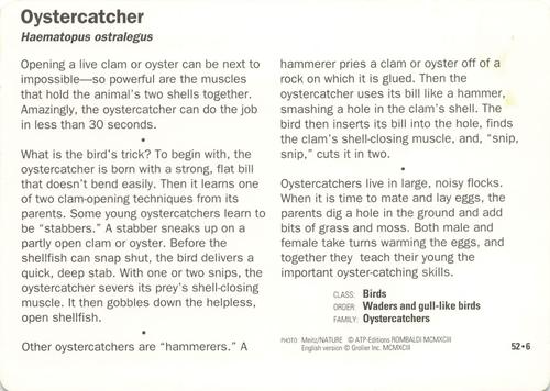 1991-95 Grolier Wildlife Adventure Cards #52.6 Oystercatcher Back