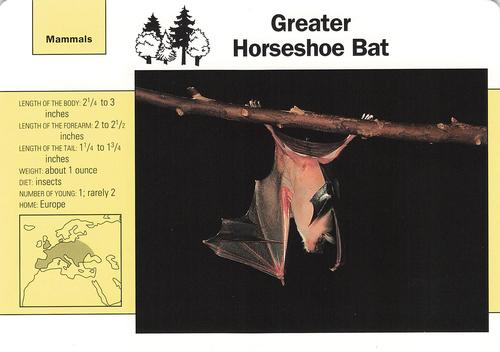 1991-95 Grolier Wildlife Adventure Cards #92.3 Greater Horseshoe Bat Front