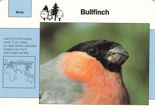 1991-95 Grolier Wildlife Adventure Cards #95.8 Bullfinch Front