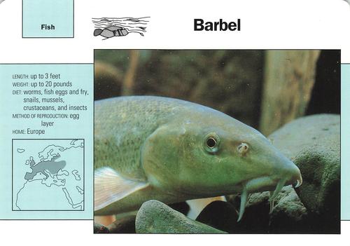 1991-95 Grolier Wildlife Adventure Cards #112.12 Barbel Front