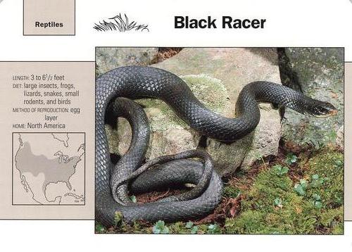 1991-95 Grolier Wildlife Adventure Cards #113.11 Black Racer Front