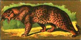 1890 Kinney Bros. Animals (N216) #NNO Leopard Front