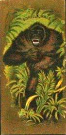 1890 Kinney Bros. Animals (N216) #NNO Male Gorilla Front