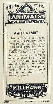 1916 Imperial Tobacco Co of Canada (ITC) A Series of Animals #35 White Rabbit Back
