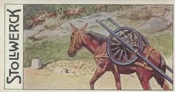 1910 Stollwerck Album 11 Gruppe 458 Pferde I #1 Maultier Front