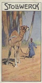 1910 Stollwerck Album 11 Gruppe 461 #4 Das Kamel Front