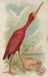 1898 Church & Co. Beautiful Birds (J2 Narrow) #39 Scarlet Ibis Front