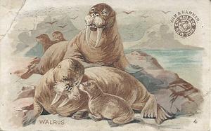 1898 Dwight's Soda Interesting Animals (J10) - Arm & Hammer Interesting Animals #4 Walrus Front