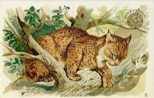 1898 Dwight's Soda Interesting Animals (J10) - Arm & Hammer Interesting Animals #6 Southern Lynx Front