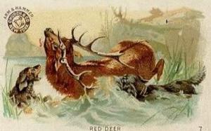 1898 Dwight's Soda Interesting Animals (J10) - Arm & Hammer Interesting Animals #7 Red Deer Front