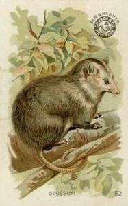 1898 Dwight's Soda Interesting Animals (J10) - Arm & Hammer Interesting Animals #52 Opossum Front
