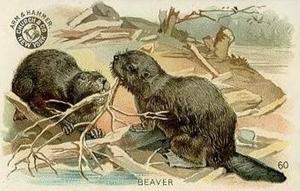1898 Dwight's Soda Interesting Animals (J10) - Arm & Hammer Interesting Animals #60 Beaver Front