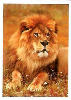 1989 Impact Exotic Wildlife #NNO Lion Front