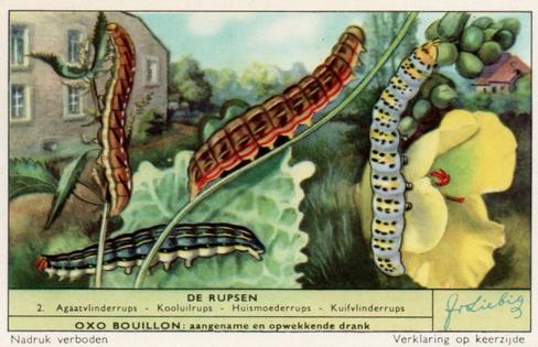 1956 Liebig De Rupsen (Caterpillars) (Dutch Text) (F1637, S1639) #2 Agaatvlinderrups - Kooluilrups - Huismoederrups - Kuifvlinderrups Front