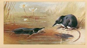1983 Doncella British Mammals #5 Water Shrew Front