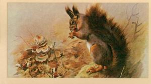 1983 Doncella British Mammals #17 Red Squirrel Front