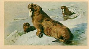 1983 Doncella British Mammals #30 Walrus Front