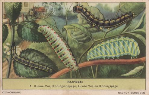 1956 Liebig Rupsen (Caterpillars) (Dutch Text) (F1637, S1639) #1 Kleine Vos, Koninginnepage, Grote Vos en Koningspage Front
