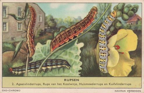 1956 Liebig Rupsen (Caterpillars) (Dutch Text) (F1637, S1639) #2 Agaatvlinderrups , Rups van hetKoolwitje, Huismoederrups en Kuifvlinderrups Front