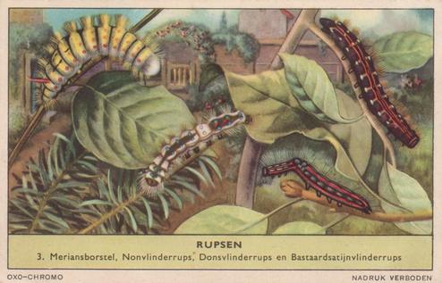 1956 Liebig Rupsen (Caterpillars) (Dutch Text) (F1637, S1639) #3 Meriansborstel, Nonvlinderrups, Donsvlinderrups en Bastaardsatijnvlinderrups Front