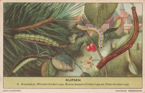 1956 Liebig Rupsen (Caterpillars) (Dutch Text) (F1637, S1639) #4 Anomalus, Wintervlinderrups, Bonte bessenvlinderrups en Vliervlinderrups Front