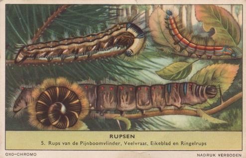 1956 Liebig Rupsen (Caterpillars) (Dutch Text) (F1637, S1639) #5 Rups van de Pijnboomvlinder, Veelvraat, Eikenblad en Ringelrups Front