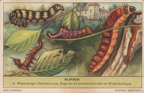 1956 Liebig Rupsen (Caterpillars) (Dutch Text) (F1637, S1639) #6 Wapendrager, Eekhoornrups, Rups van de kameeltjesvlinder en Wilgenhoutrups Front