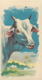 1920 Weber Animal Pictures Series A (D8) #NNO Zebu Front
