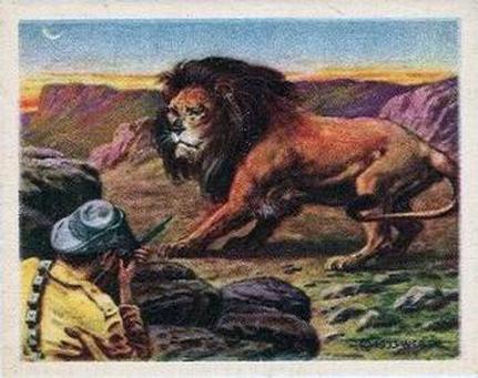 1933 Planters Canada Hunted Animals (V131) #14 Lion Front