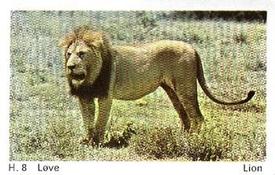 1969 Dandy Gum H Wild Animals (A) (Danish/English) #8 Lion Front
