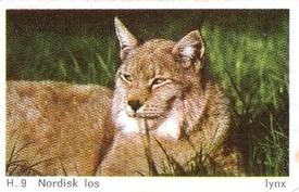 1969 Dandy Gum H Wild Animals (A) (Danish/English) #9 Lynx Front