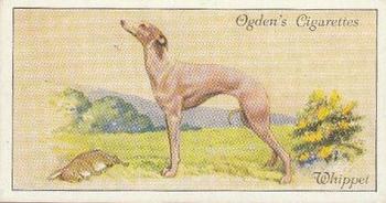 1936 Ogden's Dogs #50 Whippet Front